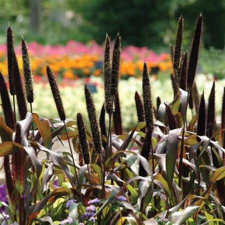 Purple Leafed, Pearl Millet - Packet image number null